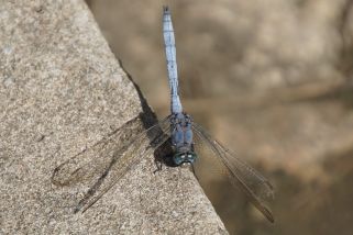 Orthetrum brachiale - __Orthetrum brachiale